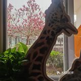 这家咖啡厅非洲风情草坪遛娃
