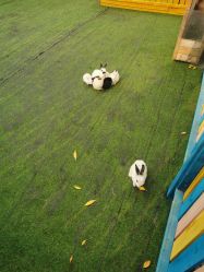 -萌宠亲子动物乐园(槐房万达店)