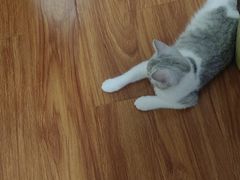 -中农国际动物医院24小时·猫科·骨科·急重症中心