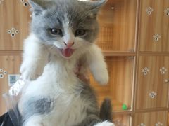-猫十亿·布偶金渐层·曼基康矮脚猫舍(青年路店)