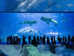 -珠海长隆海洋王国
