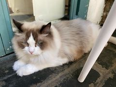 -喵屿·大理花园猫咖