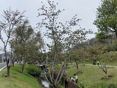 -羊山湖公园