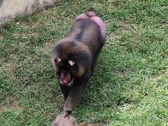 -大连森林动物园