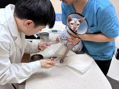 -安安宠医·臻爱宠物医院·宠保定点(营门口路分院)