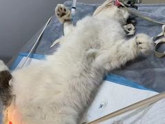 -艾贝尔宠物医院·狂犬免疫点(江山金象城店)