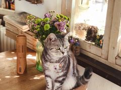 -海边的猫和咖啡馆