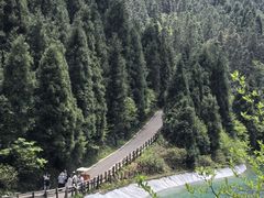-武陵山森林公园