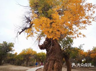 先说一下啊，疫情之前去的额济纳