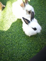 -萌宠亲子动物乐园(槐房万达店)