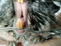 -瑞派·关忠动物医院·异宠专科·犬猫肿瘤·皮肤专科(望京店)