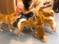 -柴源莊·柴小宠柴犬咖啡