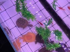 -中环花鸟鱼虫市场