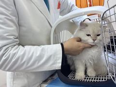 -乖乖宠物医院·猫科·急重症中心(车站北路分院)
