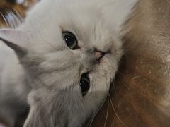 -猫猫幼稚园·撸猫·桌游·电玩