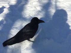 -北海道厅旧本厅舍(旧本庁舎)