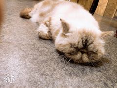 -猫色咖啡·猫咖
