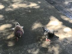 -梧桐山风景名胜区