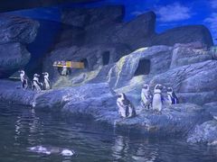 -暹罗海洋世界