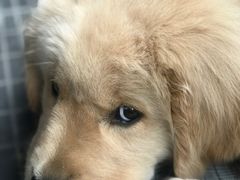 -PETKIT小佩宠物(古北店)