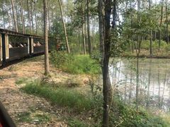 -合肥滨湖国家森林公园