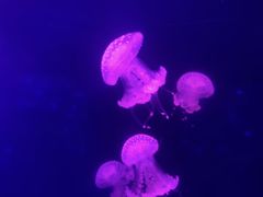 -深圳野生动物园