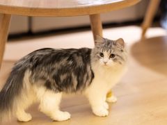 -猫腻·猫咖·撸猫馆(星光大道店)