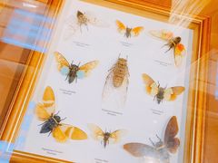 -上海大自然野生昆虫馆(东方明珠·爬宠昆虫探索中心)