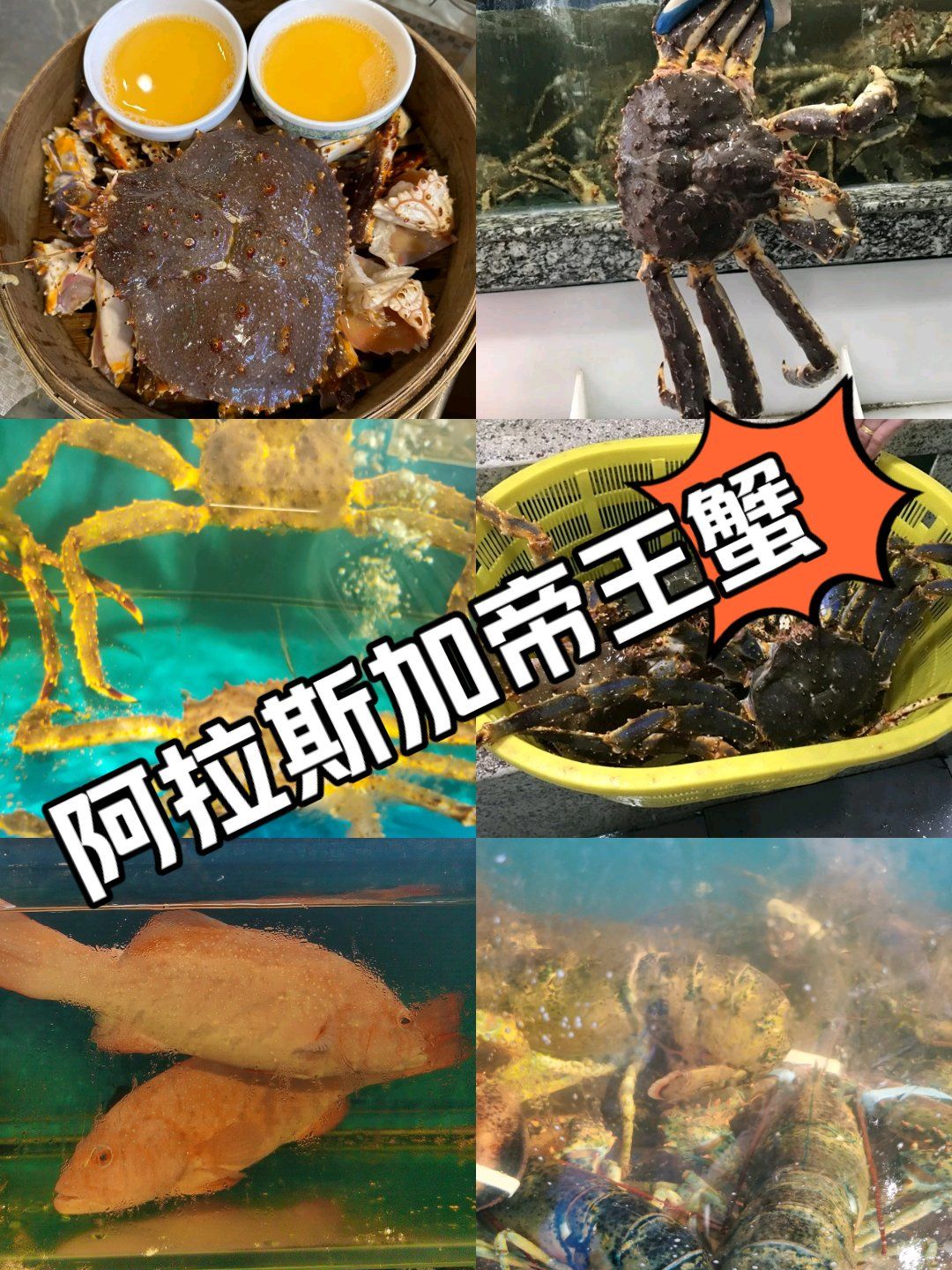 知名度最高:阿拉斯加帝王蟹