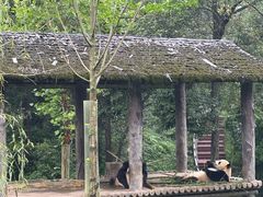 -中国大熊猫保护研究中心雅安碧峰峡基地