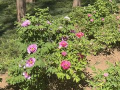 -洛阳市隋唐城遗址植物园