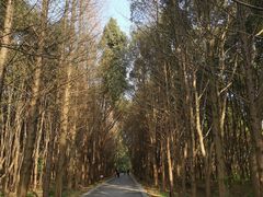 -同里国家湿地公园
