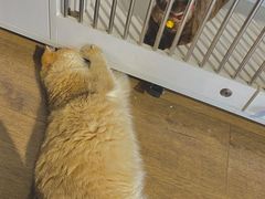 -东方名猫馆·英短金渐层布偶猫舍(环线广场1号楼店)