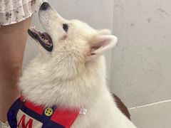 -共舞时光猫咖·狗咖(新街口店)