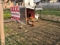-青浦采草莓天天草莓园