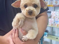 -小叮当动物医院·骨科·眼科