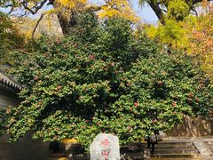 -青岛崂山太清宫