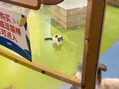 -巴克创奇梦工厂
