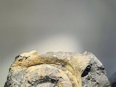 -中国地质博物馆