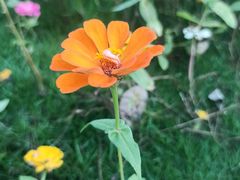 -香蜜公园