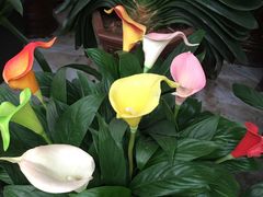 -金陵花卉交易市场