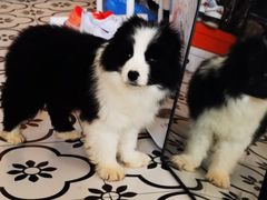 -瑞派福兴宠物医院犬猫全科·骨科·中西医结合(河东店)