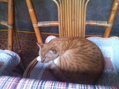 iphone_upload_pic-吉事利茶餐厅