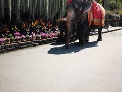 -东芭乐园