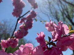 -大兴滨河森林公园