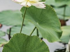 -木塔寺遗址生态公园