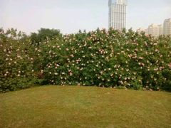 -艾溪湖湿地公园