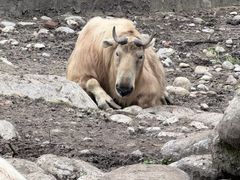-青峰峡国家森林公园