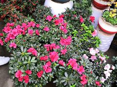 -金陵花卉交易市场