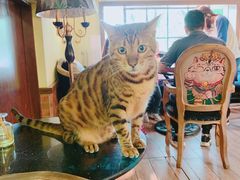 -more than meow吴止猫主题餐厅(承德 中船汇店)